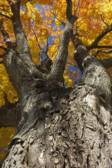 Golden leaves of a large maple tree in autumn